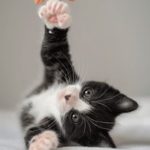 肉宠文很肉到处做学校 ml10er5