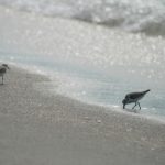 一本无码字幕高清在线 zszkuosh