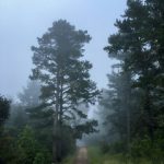 小红帽直播在线观看:畅享精彩内容与互动体验 73cbcq