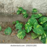 囧次元漫画:探索搞笑与奇幻的奇妙世界 x4qbqkg