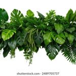 探索海外影院中的唐人街文化与电影魅力 1zgkajq0kk