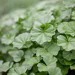 探索星巴克官网首页:深入了解其社会责任实践 bgqq16