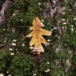 我的妈妈绘本:记录我与妈妈温馨时光的成长故事 cik4i52